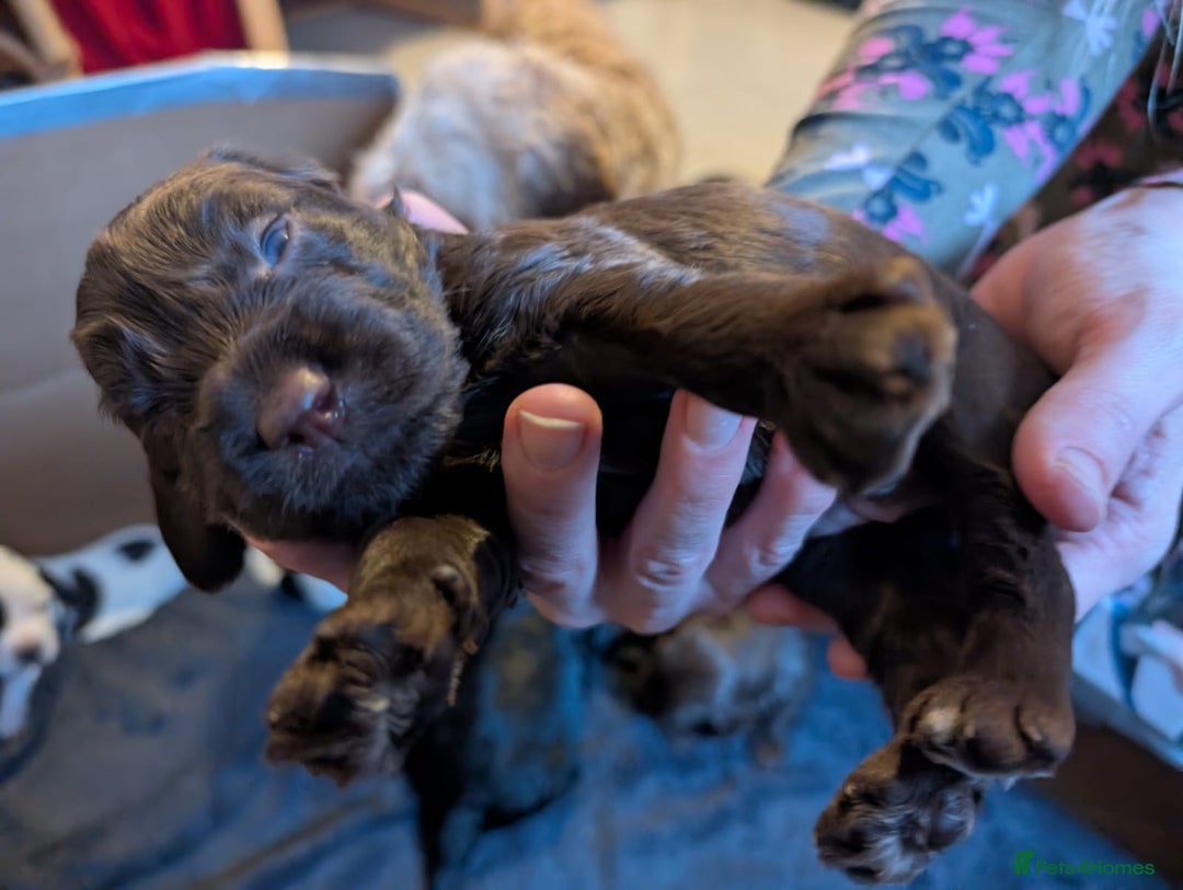 Cockapoo dogs for sale: Beautiful cockapoos F2b - Advert 8