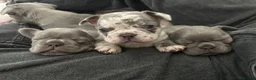 French Bulldog dogs for sale: French bulldog puppies ( READY TO LEAVE ) - Advert 8