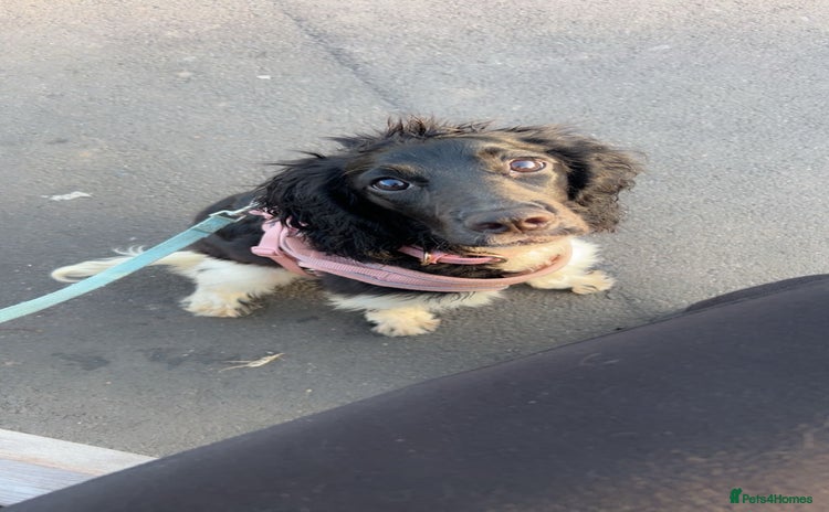 Sprocker dogs - Advert 1