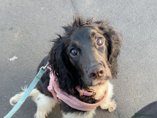 Sprocker dogs - Advert 7