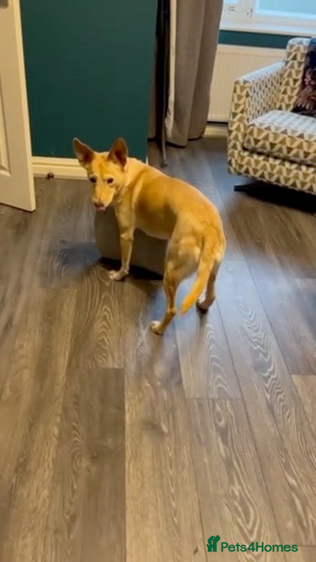 Mixed Breed dogs for adoption: Amber is looking for her forever home - Advert 3