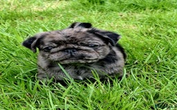 Pug dogs for sale: Pug puppies-Merle, panda and koi - Image 34