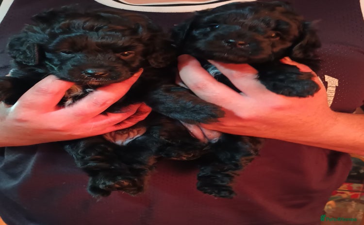 Cockapoo dogs - Advert 2