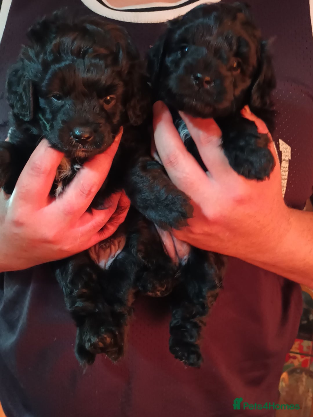 Cockapoo dogs for sale: F1B Cockapoo boy and girl  - Image 1