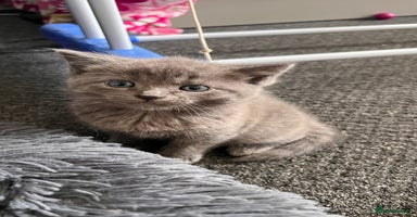 Mixed Breed cats - Advert 12