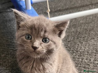 Mixed Breed cats - Advert 5