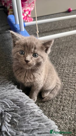 Mixed Breed cats - Advert 5