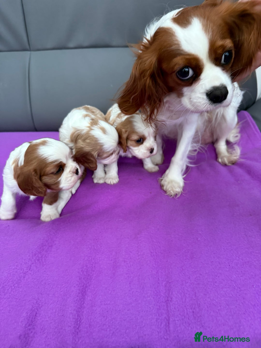 Cavalier King Charles Spaniel dogs for sale: Adorable Cavalier King Charles Spaniel  - Advert 23