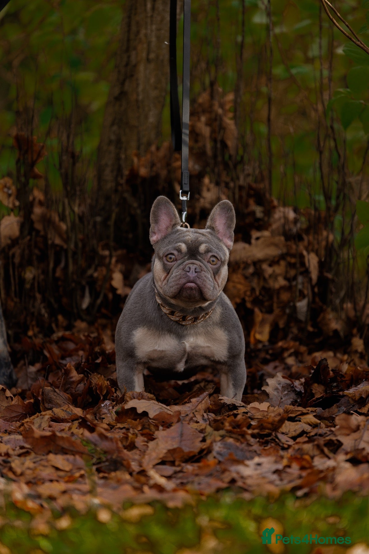 French Bulldog dogs Frechies pups Lilac & tans, Isabella & tan - Advert 2