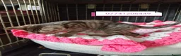 Mixed Breed cats for sale: Kittens adorable  - Advert 4