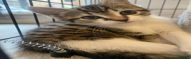 Domestic Shorthair 1