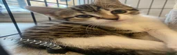 Domestic Shorthair cats for sale: Our beautiful tabby girls  - Advert 5