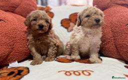 Cavapoo dogs for sale: Beautiful Cavapoo puppies  - Image 12