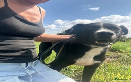 Mixed Breed dogs for adoption: Vito - Norwich Norfolk  - Image 9