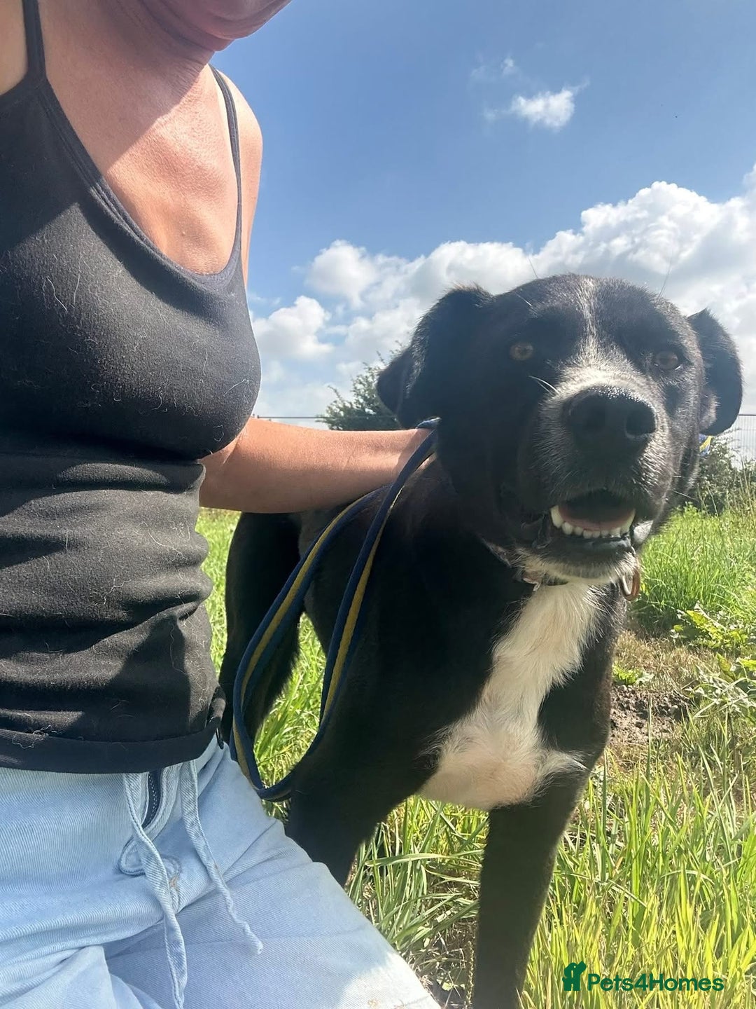Mixed Breed dogs for adoption: Vito - Norwich Norfolk  - Image 9