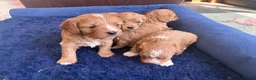 Cavapoo dogs for sale: Beautiful Cavapoo puppies. - Advert 5