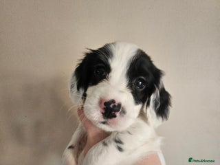 Cocker Spaniel dogs - Advert 34