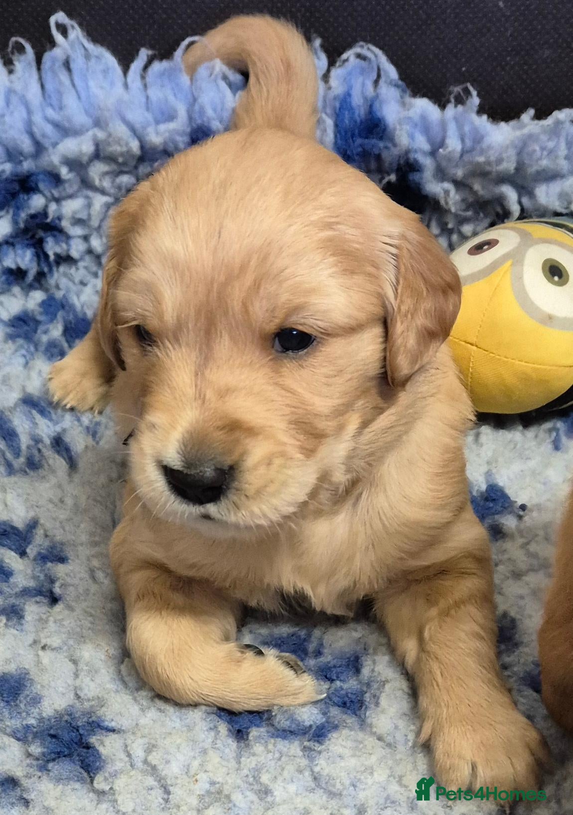 Golden Retriever dogs  Golden Retriever Puppies - health tested - Advert 2