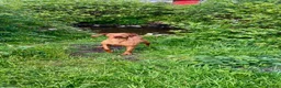 Hungarian Vizsla dogs for sale: Hungarian viszla puppies  - Advert 10