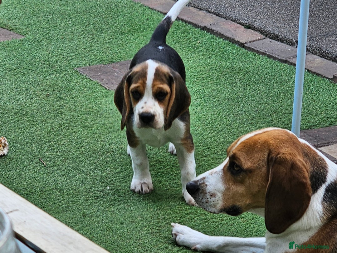 Beagle dogs for sale: 3 adorable beagle pups - Image 10