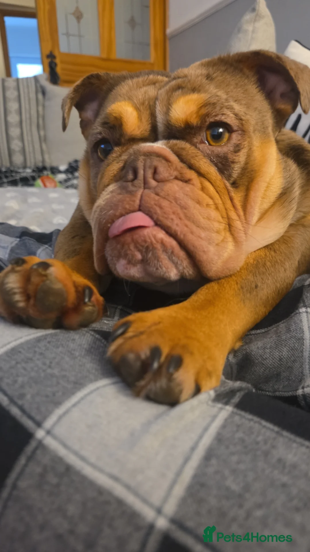English Bulldog dogs for sale: Merle bulldog  in Merthyr Tydfil - Advert 2