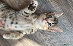 Domestic Shorthair cats for sale: Lovely kittens - Image 5