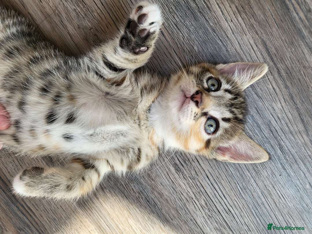 Domestic Shorthair cats for sale: Lovely kittens - Image 5