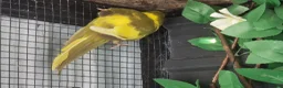 Mixed Breed birds for sale: 2x kakarikis left 1 male 1 female £55 each - Advert 4