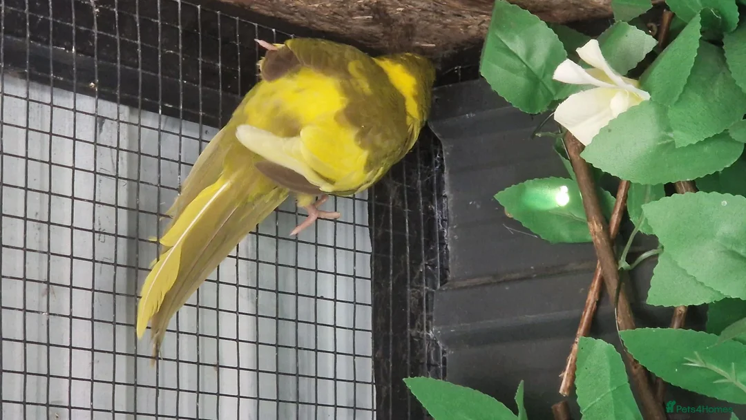 Mixed Breed birds for sale: 2x kakarikis left 1 male 1 female £55 each - Advert 4