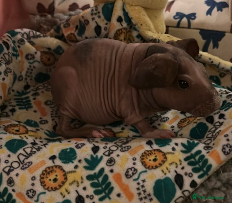 Guinea Pig rodents 🐹✨ Skinny Pigs & Werewolf Guinea Pigs ✨🐹 - Advert 18