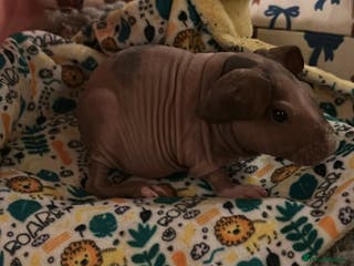 Guinea Pig rodents 🐹✨ Skinny Pigs & Werewolf Guinea Pigs ✨🐹 - Advert 18