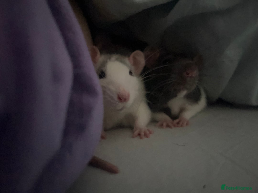 Rat rodents for sale: Unable to keep my boys due to moving  - Image 3
