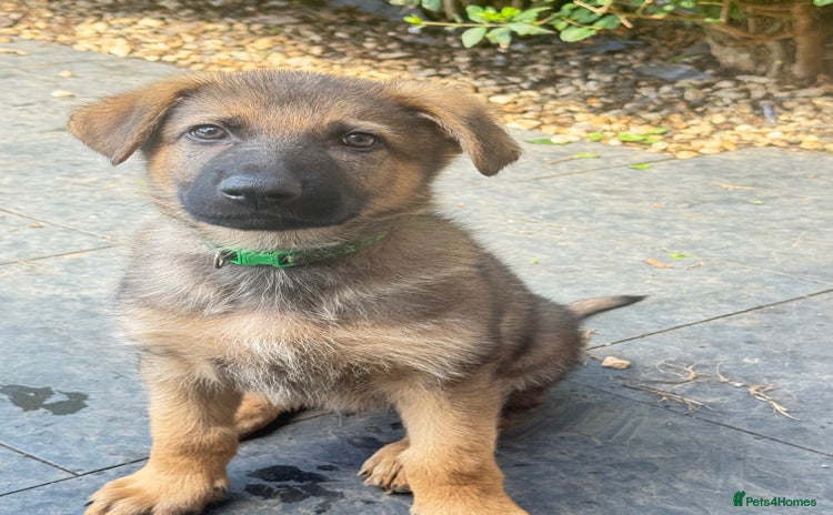 German Shepherd dogs - Advert 13