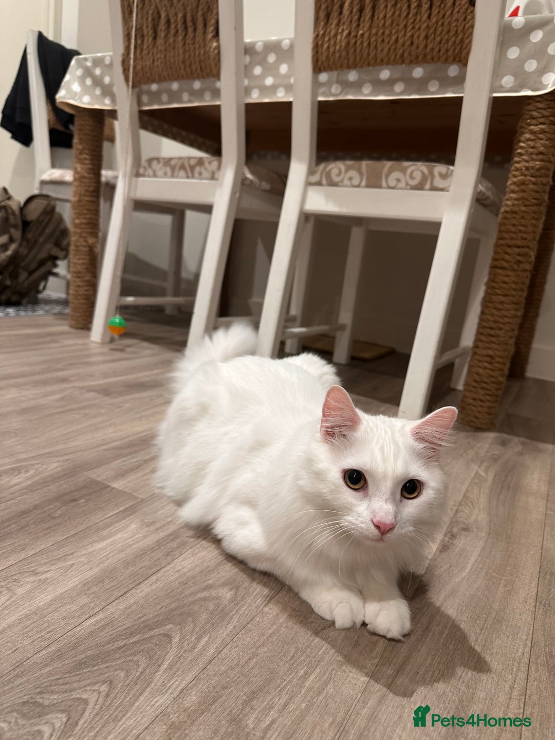 Turkish Angora cats for sale: Casper needs a new family  - Advert 2
