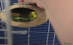 Budgerigars birds for sale: 2 budgies needing urgent rehome - Image 2
