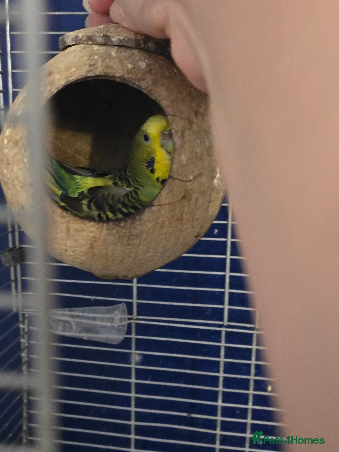 Budgerigars birds for sale: 2 budgies needing urgent rehome - Image 2