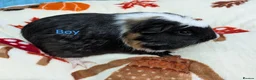 Guinea Pig rodents for sale: Baby guinea pigs for sale  - Advert 5