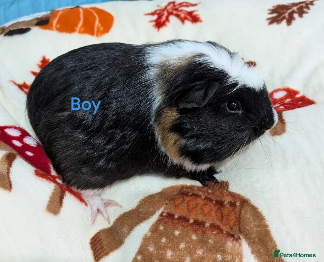 Guinea Pig rodents for sale: Baby guinea pigs for sale  - Advert 5