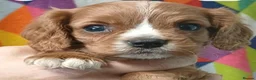 Cavalier King Charles Spaniel dogs for sale: Cute Cavalier boys guaranteed healthy by the vet   - Advert 2