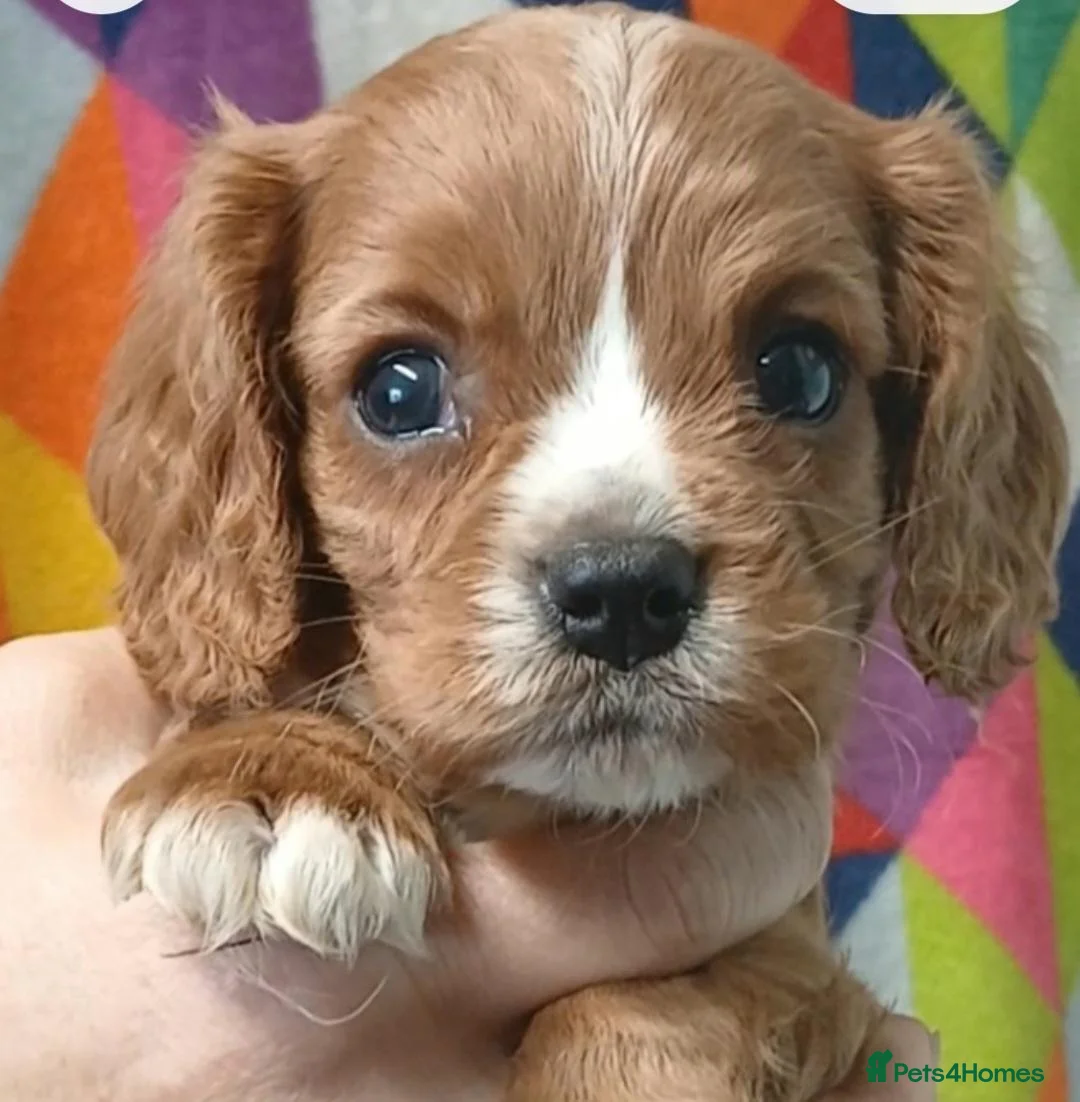 Cavalier King Charles Spaniel dogs for sale: Cute Cavalier boys guaranteed healthy by the vet   - Advert 2