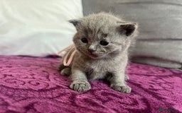 British Shorthair cats for sale: Blue British shorthair  - Image 18