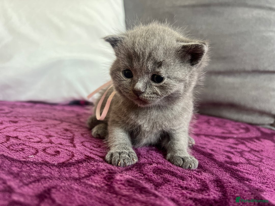 British Shorthair cats for sale: Blue British shorthair  - Image 18