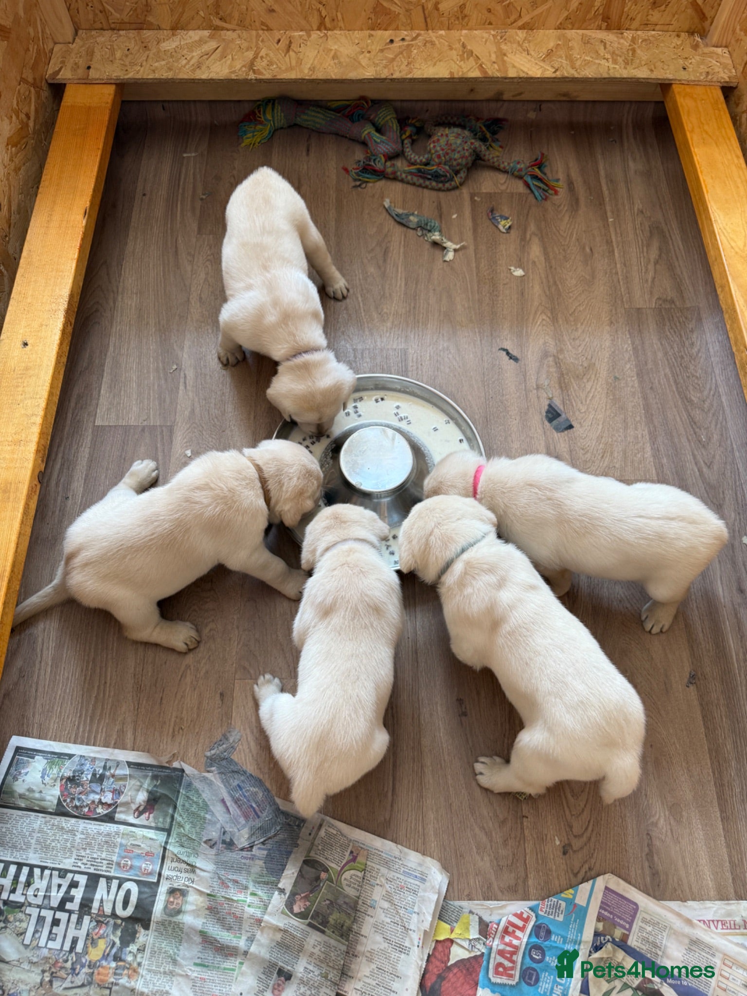 Labrador Retriever dogs for sale: Beautiful litter of Pedigree Yellow Labrador   - Advert 1