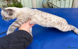 Bengal cats for sale: Breathtaking rare snow leopard  - Advert 9