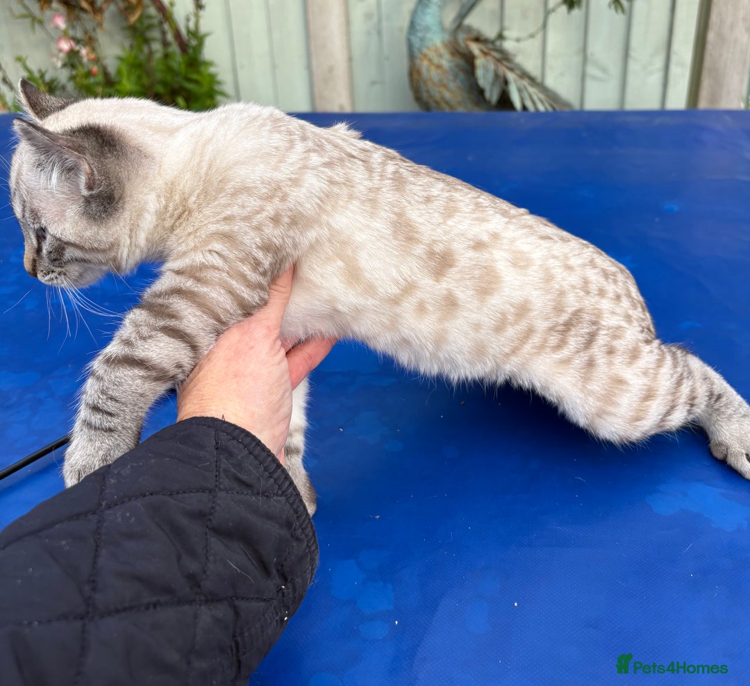Bengal cats for sale: Breathtaking rare snow leopard  - Advert 9