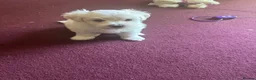 Maltese dogs for sale: 2 lovely boys for sell!! in Bristol - Advert 8
