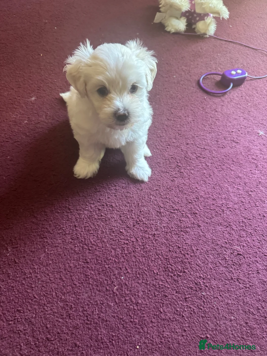 Maltese dogs for sale: 2 lovely boys for sell!! in Bristol - Advert 8