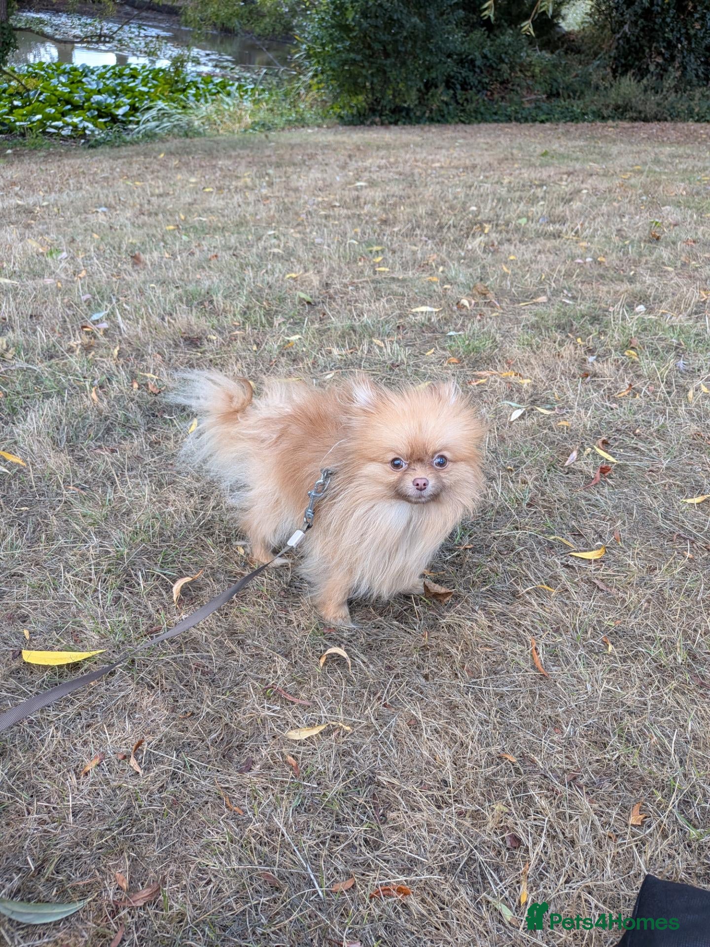 Pomeranian dogs Beautiful 1 year old girl looking for good home - Advert 1