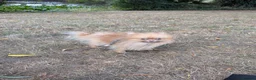 Pomeranian dogs for sale: Beautiful 1 year old girl looking for good home - Advert 1