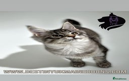 Maine Coon cats for sale: Ready Now- 2 Silver Female Pedigree Maine Coons - Image 2